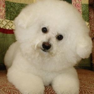 Meet your Posher, Paulette